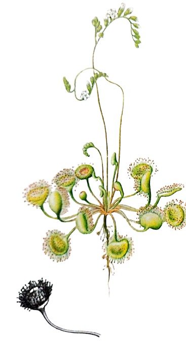 Rossolis à feuilles rondes